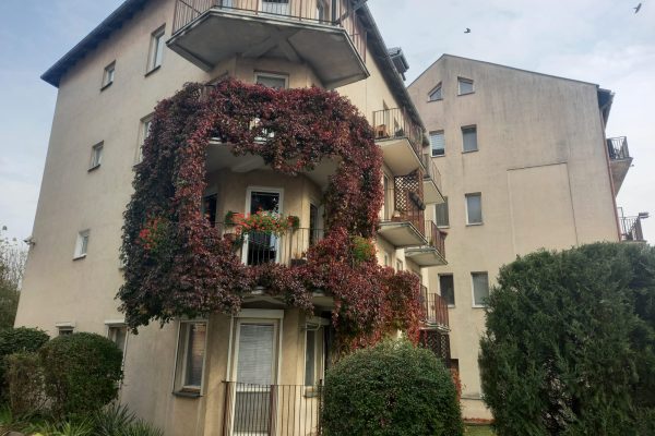 Narożnik jasnego, czteropiętrowego bloku mieszkalnego, którego zaokrąglony balkon na parterze i pierwszym piętrze jest obficie porośnięty pnączem o czerwono-bordowych liściach (prawdopodobnie winobluszczem). Budynek ma balkony z metalowymi balustradami. Wokół budynku znajduje się zadbana zieleń i krzewy. W tle widoczne jest drugie skrzydło bloku oraz kawałek nieba.